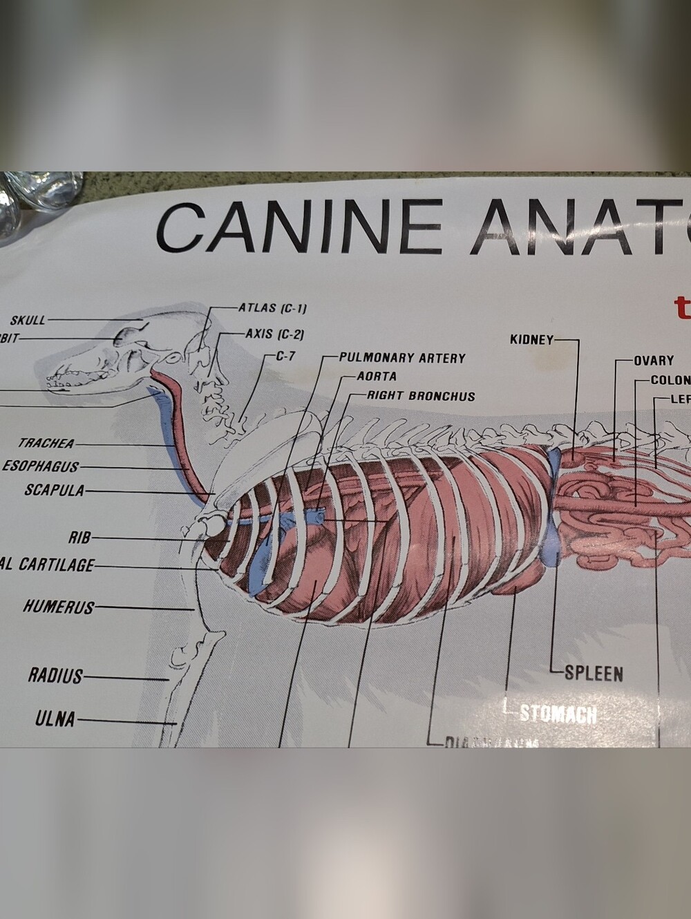 Vintage 2004 Veterinary Canine Anatomy Poster Penn Foster, Inc.